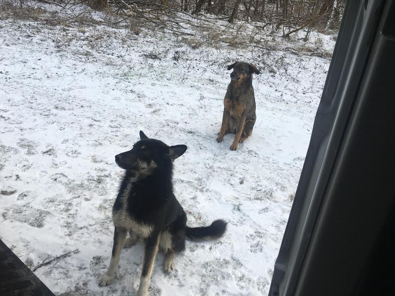 Two dogs greet us as we enter the Chernobyl exclusion zone. They are friendly. (Terrell Jermaine Starr/The Root)